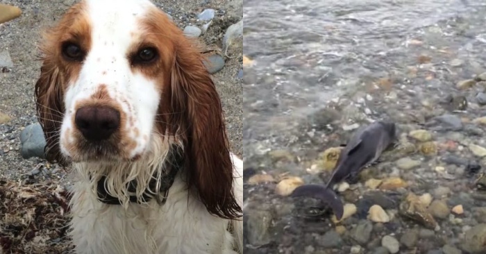  The dog makes it clear to her owner that the little porpoise needs help