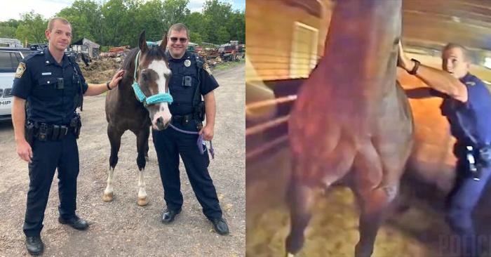  A heroic step: two officers are able to pull the horse out of the fire