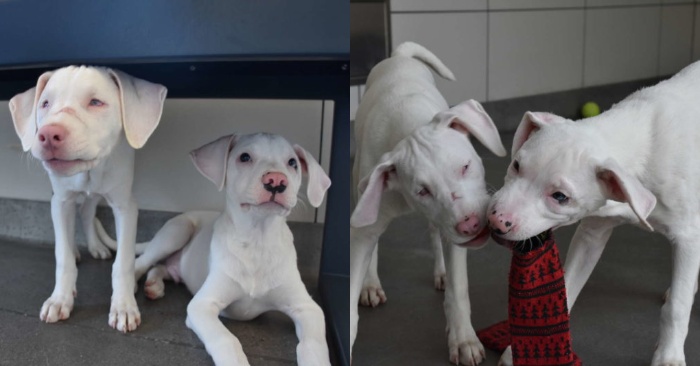  Brother of this blind and deaf dog provides a perfect life for her