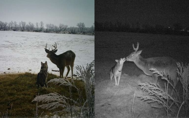  It is unbelievable that husky runs away from home to make friends with a deer.