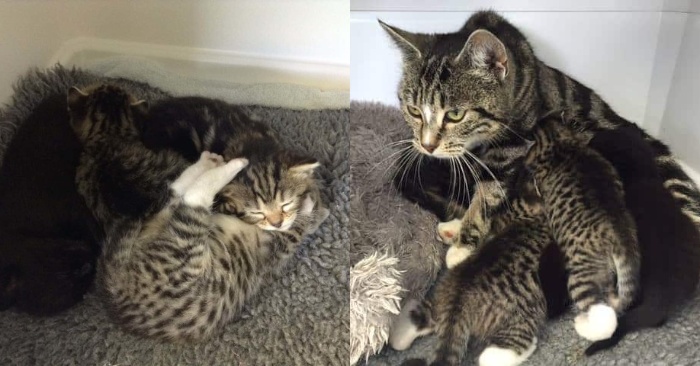  A step of the real mother: this cat did her best to join her kittens
