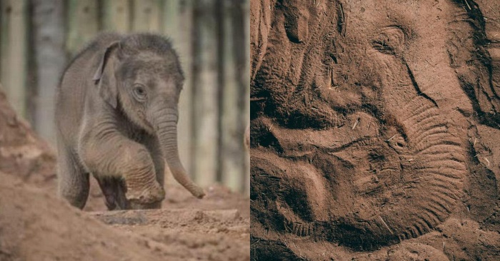  It’s amazing: the elephant’s face was imprinted on the sand while he slept