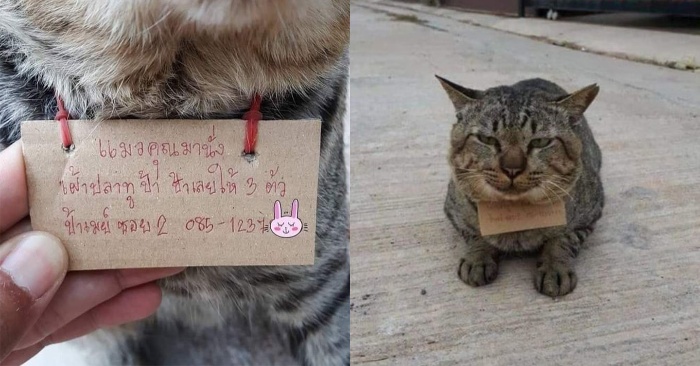  The cat, who had been missing, finally returned to the owner with a note around his neck