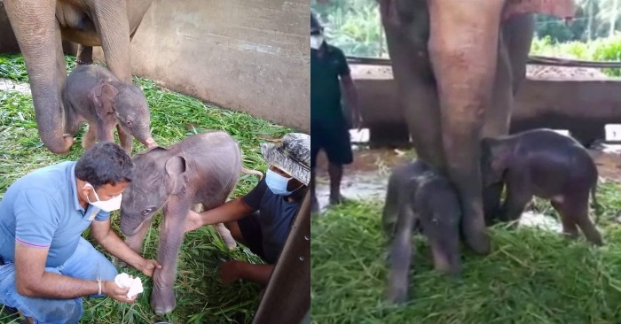  Shocking news: many years later, twin elephants were born in Sri Lanka