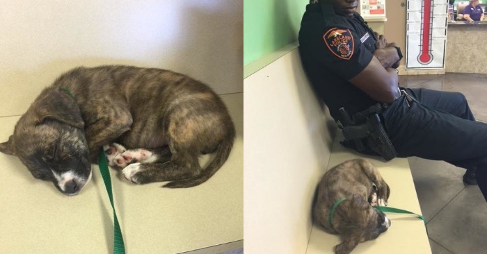  This policeman spent a whole night at the shelter so as not to leave the puppy he had rescued