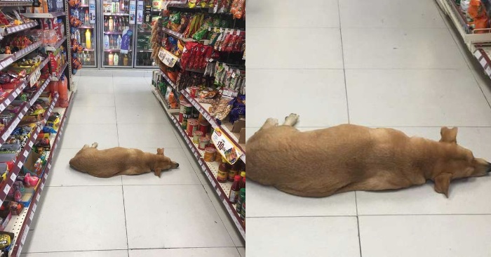  This kind store owner lets the dog come into the market on hot days to cool off a bit
