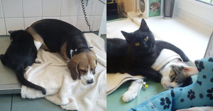  Incredible kindness: the rescued cat takes care of the sick animals in the shelter