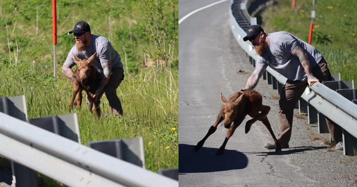  This kind man helps the little moose cross the street to reach his mother