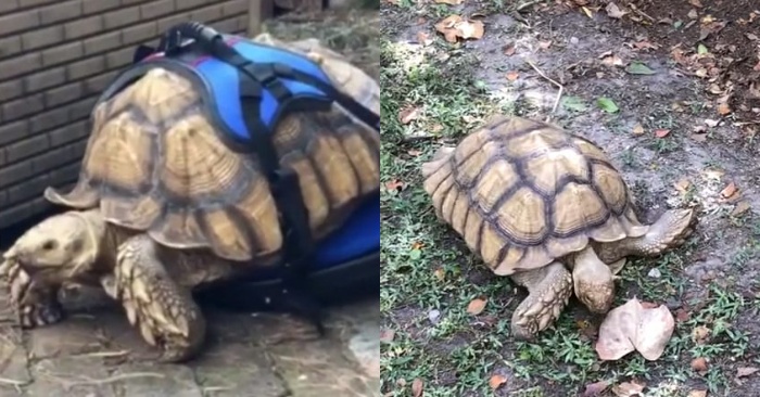  A wheelchair has finally been made for this giant disabled turtle so that he can move on his own