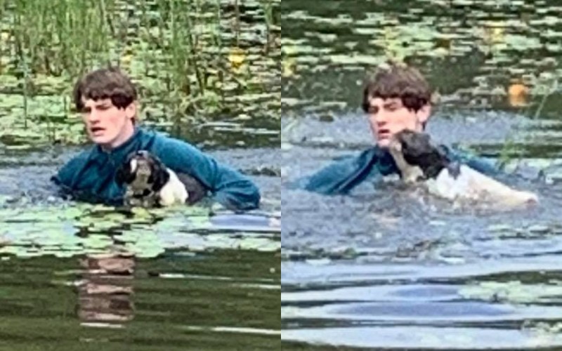  The boy bounds into the water to rescue the dog.