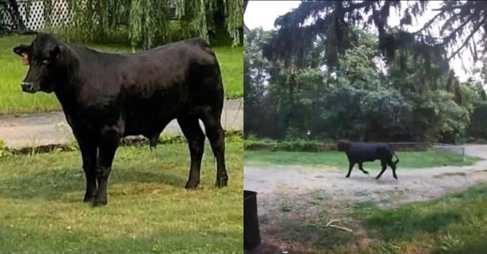  This bull manages to escape the slaughterhouse while still on the run in Long Island