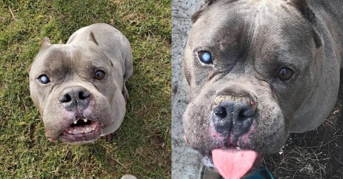  Finally, this dog with an eye problem has caring and kind owners after a long stay in the shelter