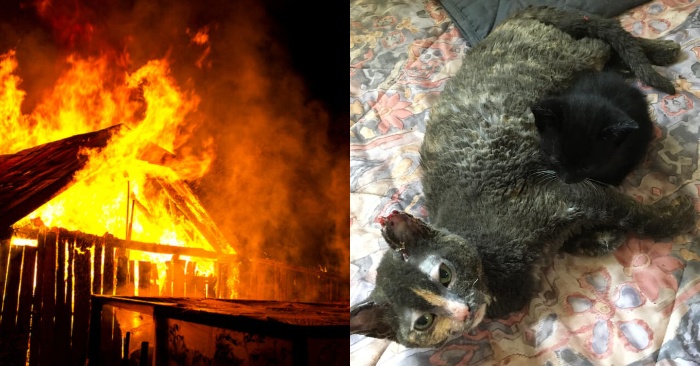  Cat’s maternal love: she tries to free her kittens from the barn where the fire broke out