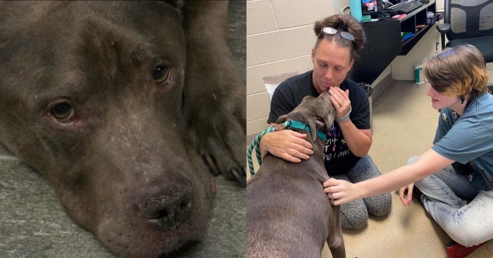  An incredibly long awaited reunion: this dog is back with his caring family many years later