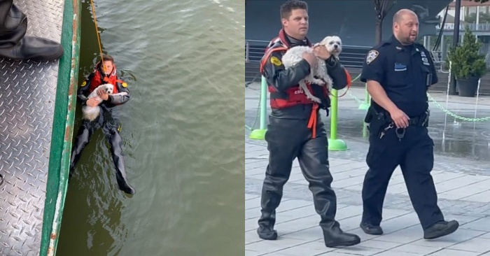  This man, noticing his drowning dog in the water, jumped into the river to save him