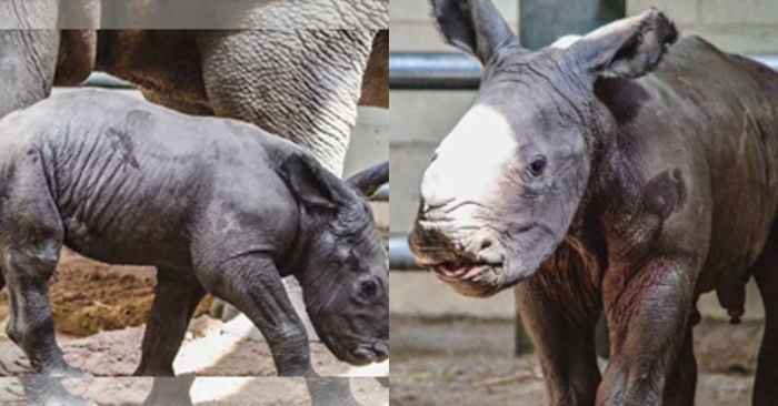  Unexpected birth: a rare Southern white rhino was born in Virginia
