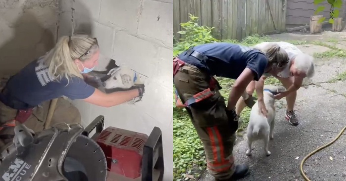  Fortunately, this poor dog was rescued after being trapped for several days