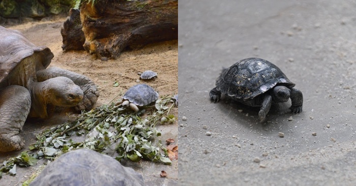  Shocking story: the old turtle on the verge of death has become a mother