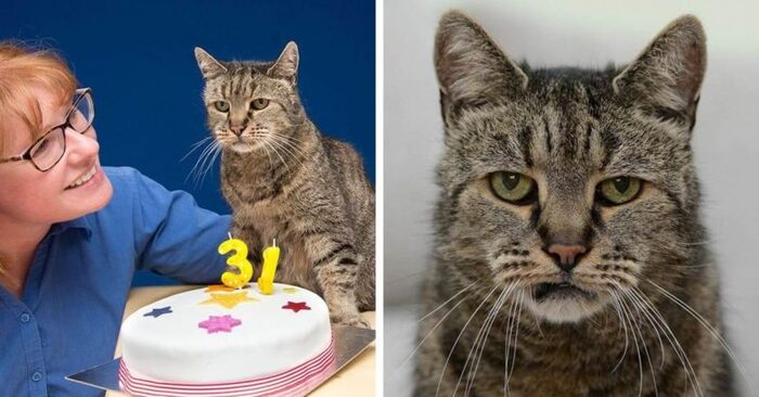  Surprisingly, this cat has recently turned 31 years old which is equal to men’s 141 years