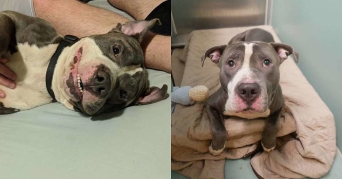  Knowing that they are waiting for the 5th child, these owners took their pit bull to a shelter