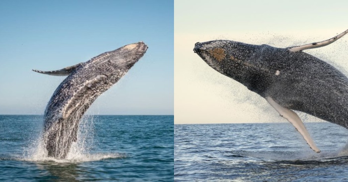  A rare sight: this giant whale flied out of the water almost completely