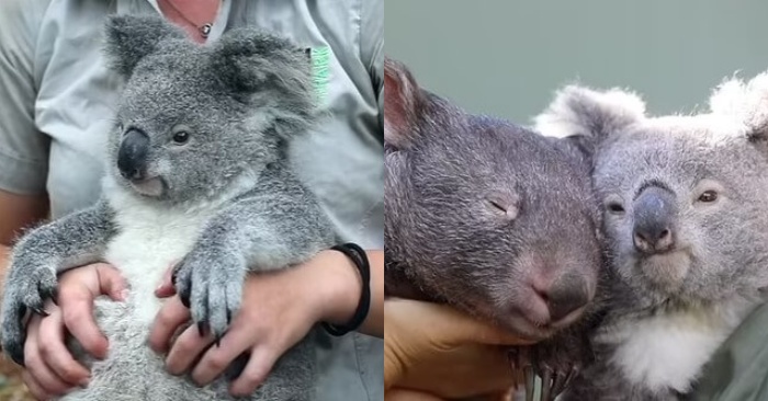 Koala tried to stay awake to get pleasure from how the handler massages her