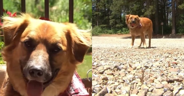  The lost dog learns a new “profession” and returns to her owner