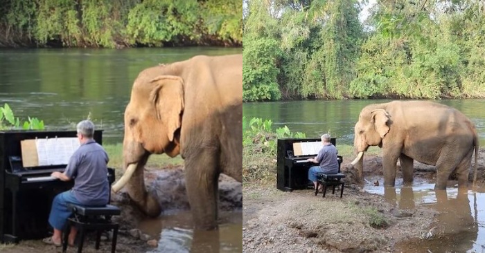  The pianist’s good deed: he plays piano for the blind and injured elephants