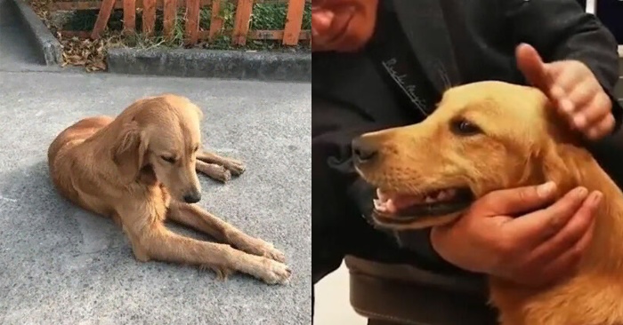  This Labrador walked 62 miles in two weeks to find her owners