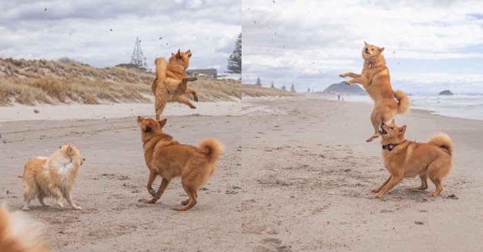  The dog liked being on the beach so much that he couldn’t calm down and was constantly jumping for joy