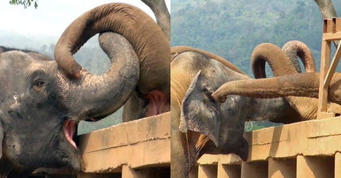 A very heartbreaking story: a blinded elephant finally leaves the circus and returns to the herd