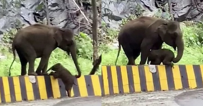 The elephant tries every possible way to get over the barrier, of course the mother elephant comes help