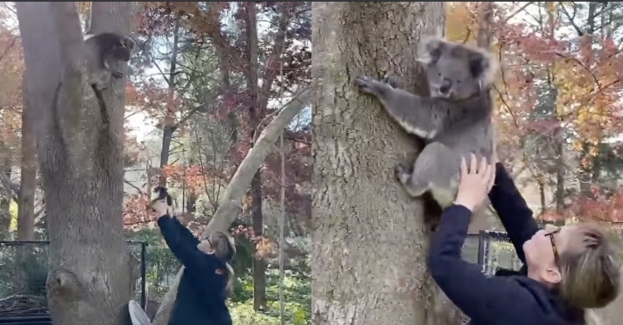  Luckily, the little koala is back to her mother after a sudden fall from a tree