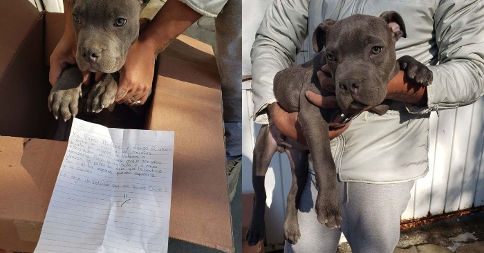  The boy left the dog in the yard of the shelter with touching note and went away
