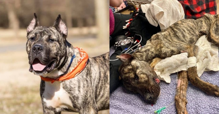  This rescued dog has finally got rid of seizures and lives in a peaceful family