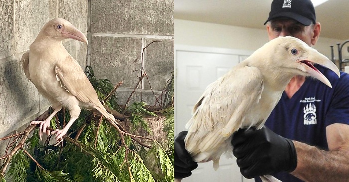  The life of this interesting bird was saved by a kind man