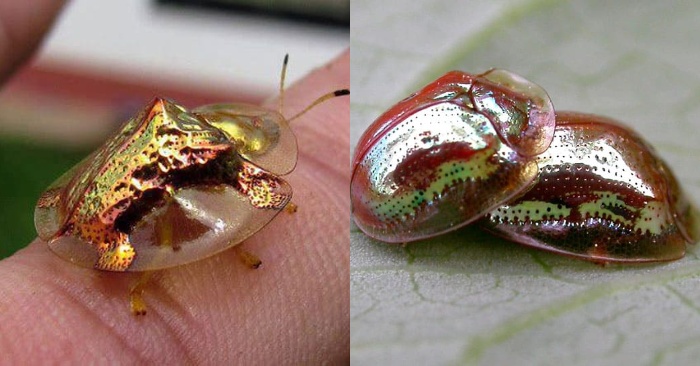  This beetle is one of the wonders of nature: you will be amazed by its beauty