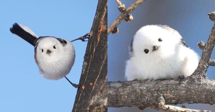  Fluffy birds like cotton will amaze you with their beauty