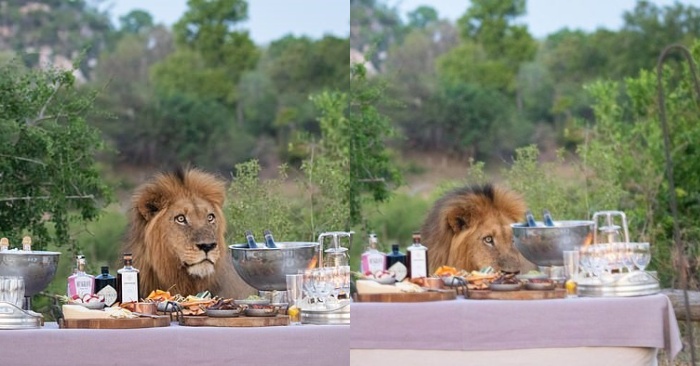  While organizing a buffet, the huge lion surprised the staff of Safari Group with its visit