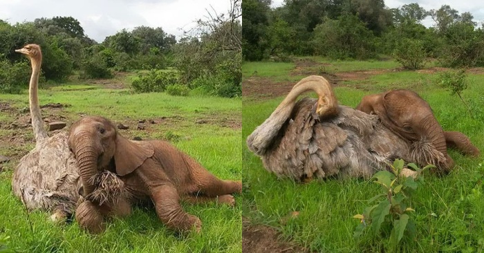  It is so touching to see this scene: an orphan elephant and an ostrich comfort each other in an orphanage