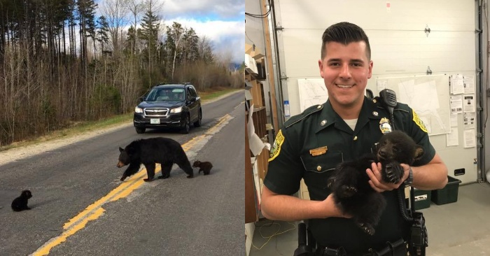  A police officer risks his life to help a bear who left without a family