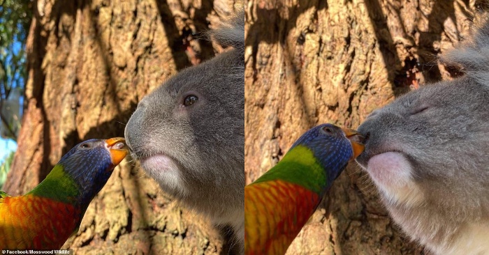  It seems this koala does not like the kiss of the little rainbow lorikeet