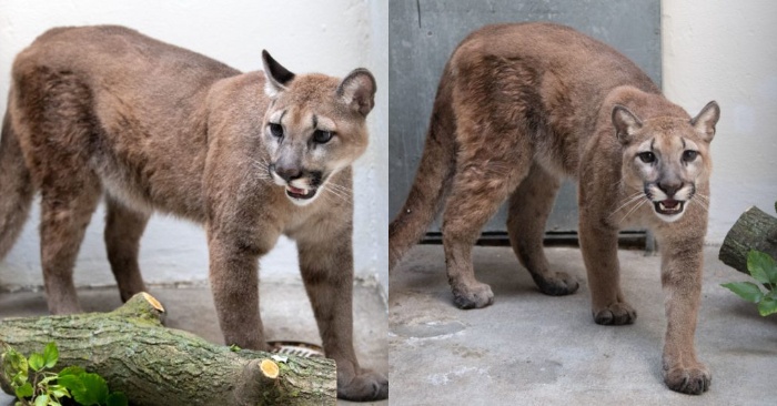  The locked cougar in one of the New York apartments is finally released and taken to a sanctuary