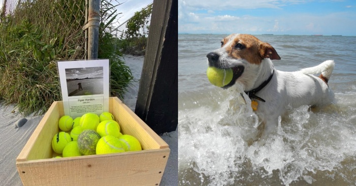  In honor of the memory of dead dog, a free basket with tennis balls was put on the beach
