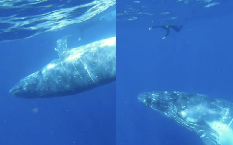  A large mammal with a hump swims with interest towards the diver.