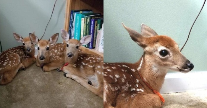  Three beautiful deer entered the house to protect themselves from the storm
