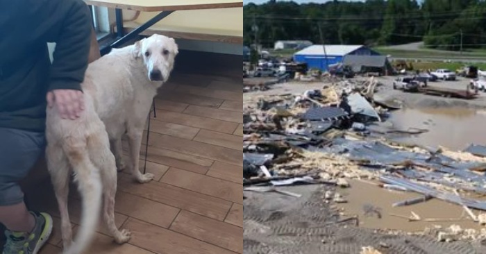  A loyal dog can save a stranger’s life during a flood