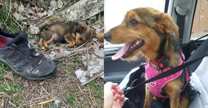  This abandoned dog finally has a family and will no longer live in old shoes