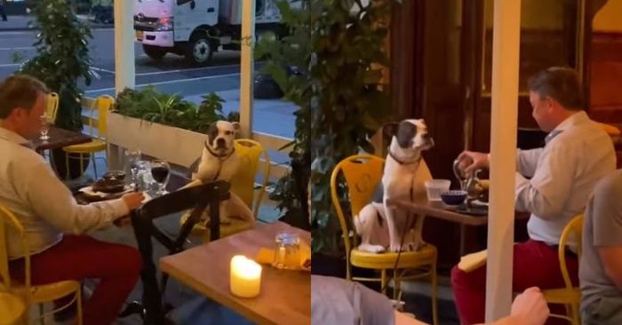  This man’s lunch with his dog at the restaurant was truly amazing for the woman