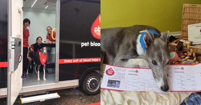  Shocking story: this dog saved the lives of dozens of dogs with his rare blood type